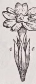 Calyx