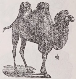 Camel
