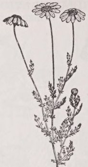 Camomile
