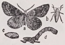 Cankerworm