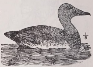 Canvasback