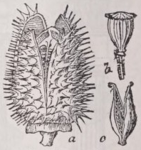 Capsule