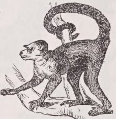 Capuchin