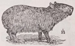 Capybara
