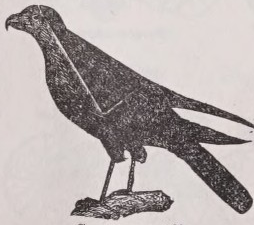Caracara