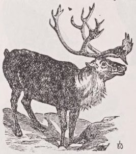 Caribou