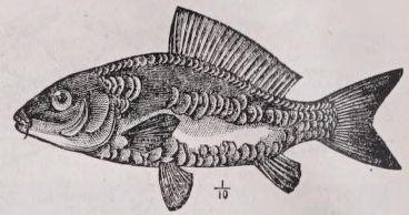 Carp
