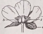 Carpellum