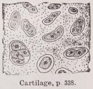 Cartilage