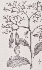 Cashew