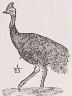 Cassowary