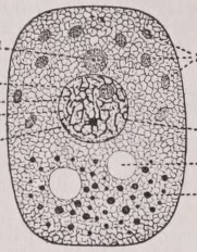 Cell