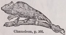 Chameleon