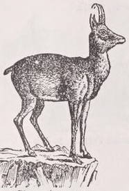 Chamois