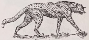 Cheetah