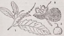 Chestnut