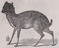 Chevrotain