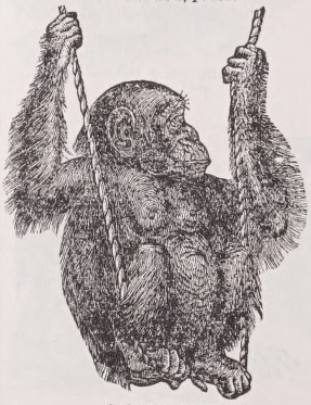 Chimpanzee