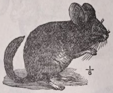 Chinchilla