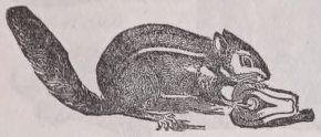 Chipmunk