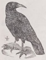 Chough