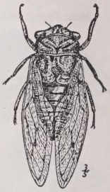Cicada