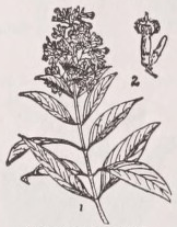 Cinchona