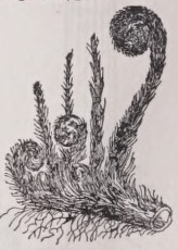 Circinate