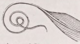 Cirrose