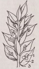 Cladophyll