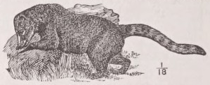 Coati
