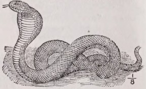 Cobra
