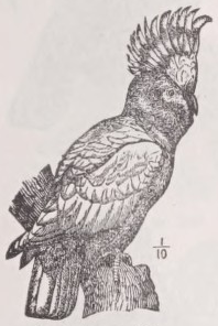 Cockatoo