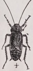 Cockroach