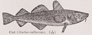 Cod