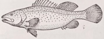 Cod