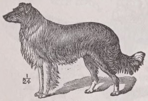Collie