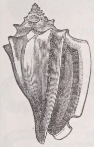 Conch