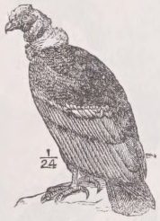 Condor