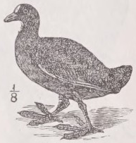 Coot