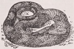 Copperhead