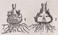 Corm