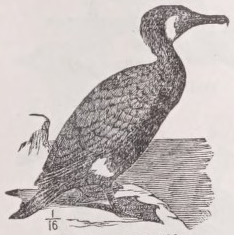 Cormorant