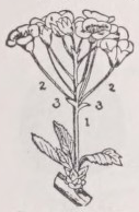 Corymb