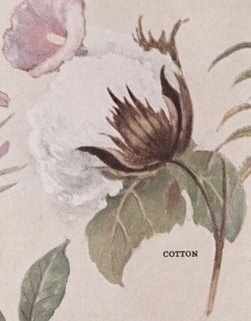 Cotton