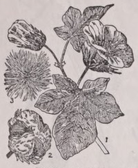 Cotton