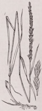Quitch grass