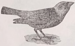 Cowbird