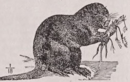 Coypu