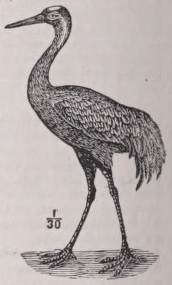 Crane
